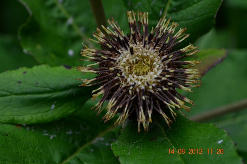 Saussurea eFlora of India